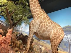 -陕西自然博物馆