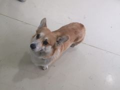 -特一安24小时宠物医院·骨科·中兽医