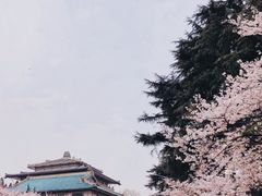 -武汉大学-樱园