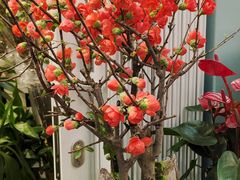 -越秀西湖花市(广州城市广场花卉店)