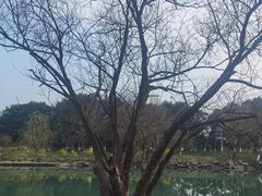 -西溪国家湿地公园