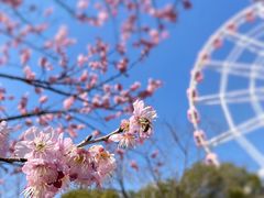 -顾村公园