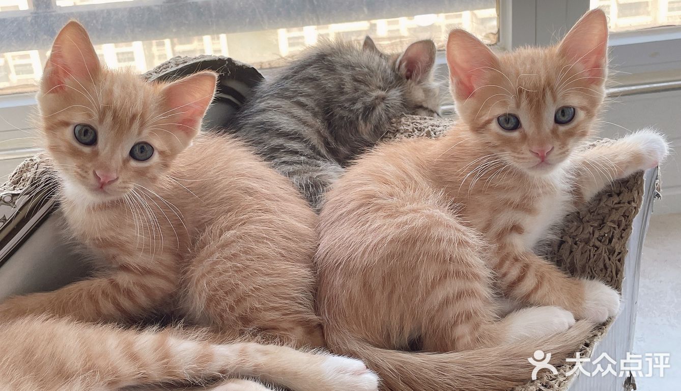 免费领养暹罗猫和橘猫串串小奶猫