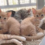 免费领养暹罗猫和橘猫串串小奶猫