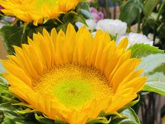 -谷莠子花艺气球派对·绿植造景·花艺沙龙(东海缤纷天地店)