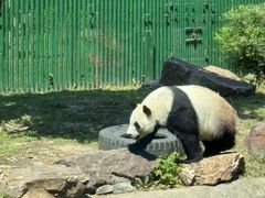 -沈阳森林动物园