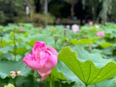 -陈家山荷花公园