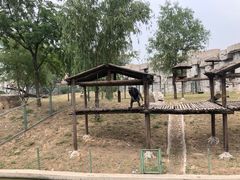 -石家庄市动物园