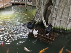 -南宫五洲植物乐园