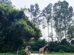 -广州长隆野生动物世界