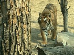 -北京野生动物园