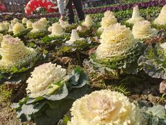 -中国天府农业博览园