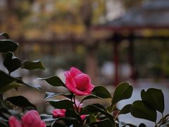 -深圳国际园林花卉博览园