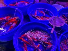-中环花鸟鱼虫市场