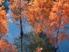 -白鹭湾湿地公园