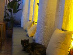 -Sirena海妖日咖夜酒