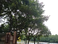 -大湾区中央湿地公园
