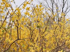 -永定河休闲森林公园