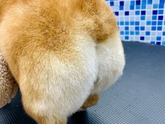 -美联众合爱康动物医院•复杂内科•肿瘤科•牙科•腔镜诊疗中心