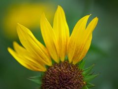 -光明小镇欢乐田园