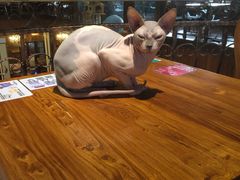 -more than meow吴止猫主题餐厅(承德 中船汇店)