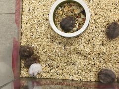 -钓仓鼠(洋桥北里小区店)