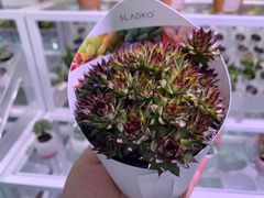 -KKV(深圳宏发大仟里店)