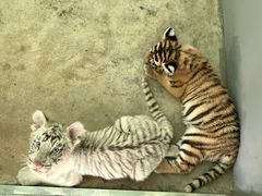 -西安秦岭野生动物园