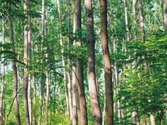 -合肥滨湖国家森林公园