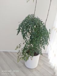 -HEYAN荷妍专业脱毛连锁机构