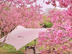 -天适樱花悠乐园