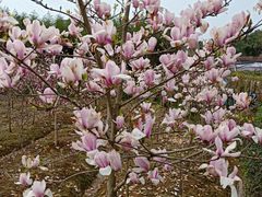 -塘栖枇杷特色园区