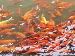 -刘伯温故里景区百丈漈