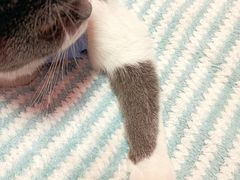 -喜多萌中农锦绣动物医院24H·猫科·牙科MRI·CT