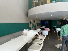 -飞行喵MR PILOT|猫舍·猫咖(静安大融城店)