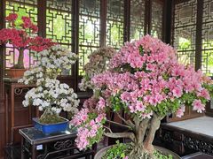 -上海醉白池公园