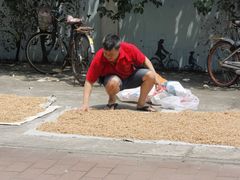 -清平中药材专业市场