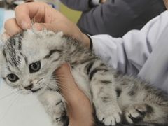 -菲尔斯特宠物医院