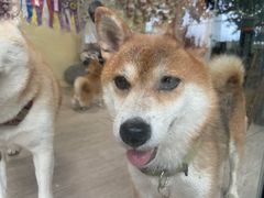 -柴犬高等学院·狗咖·柴犬售卖·宠物训练