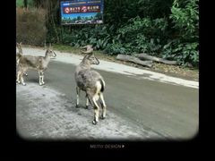 -广州长隆野生动物世界