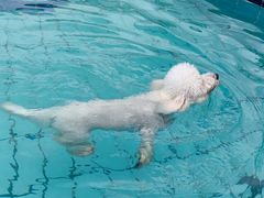 -趣玩宠物乐园寄养训犬训狗游泳池