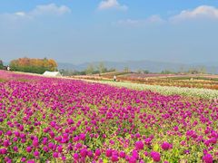 -径山花海