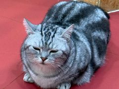 -和它·交个朋友·狗咖猫咖(爱琴海店)
