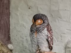 -吉隆坡雀鸟公园
