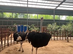-呀路古热带植物园