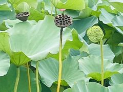 -荷塘月色湿地公园·向阳花洲