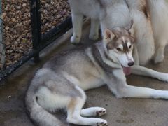 -TrueLove @ Neverland (Husky Cafe)
