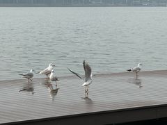 -水上明月·湖景餐厅
