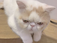 -Heymao猫咖.咖啡厅(东门店)