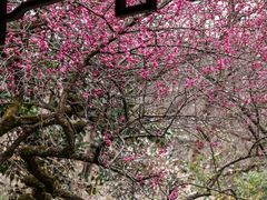 -杭州植物园